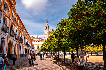 Orange trees in a park in the Patio de Banderas. featuring the cathedral squire of Sevilla,