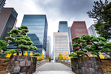 Old Edo Castle walls and skyscrapers on an overcast autumn day with yellow leaves in Fall, Tokyo, Honshu, Japan, Asia