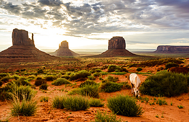 White horse grazing in the red sand of Monument Valley in front of the classical sunrise view, Monument Valley, Arizona, United States of America, North America