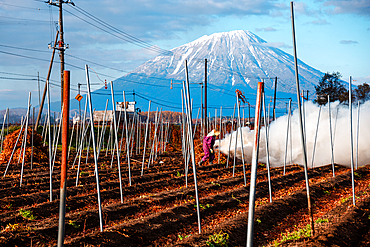 Farmer burning straw on a field, with snowy volcano and smoke, Yotei-zan summit, Hokkaido, Japan, Asia