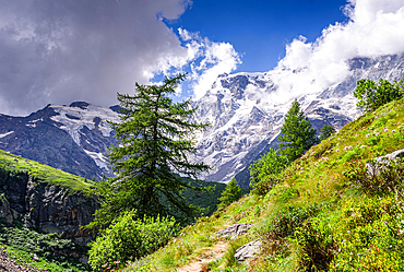 Hiking trail in alpine landscape facing Monte Rosa with lush forest and meadows in moraine landscape, Italian Alps, Italy, Europe