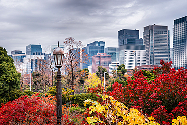 Skyline with autumnal leaves of yellow and red in park in the Edo Palace, Tokyo, Honshu, Japan, Asia