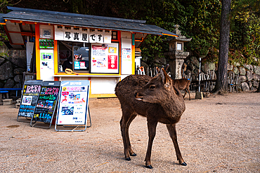 Wild deer at a little shop in Miyajima. Hiroshima, Japan, Hiroshima, Japan