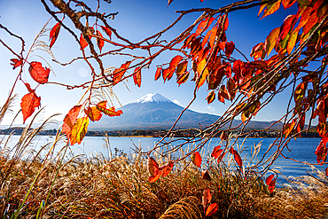 Mount Fuji San, with vibrant autumnal leaves foliage. Volcano of Japan in front of a blue lake.