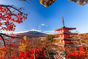 Maple trees and mount Fuji in Autumn with red Pagoda. Fujiyoshida Chureito Pagoda Fall leaves iconic landmark Volcano of Japan