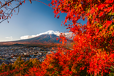 Autumn maple leaves with view over town of Fujiyoshida to Mount Fuji, iconic volcano and UNESCO World Heritage Site, Fujiyoshida, Honshu, Japan, Asia