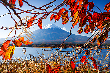 Mount Fuji and autumn maple leaves, Japan. Famous Volcano of Japan in Fall