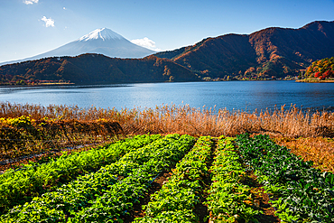 Mount Fuji yama, Japan. Iconic Volcano of Japan in Autumn. Agricultural fields and a lak with the mountain