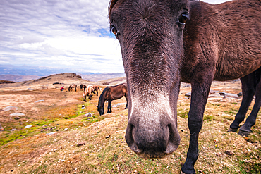 Herd of wild horses in the Sierra Nevada mountains near Pico del Veleta, Granada Province, Andalusia, Spain, Europe