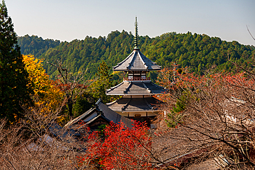 Kinpusenji Temple Red Autumn leaves of maple trees in Japan. Yoshino Yama holy temple mountain near Nara