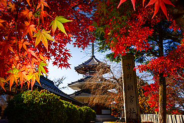 Kinpusenji Temple Red Autumn leaves of maple trees in Japan. Yoshino Yama holy temple mountain near Nara