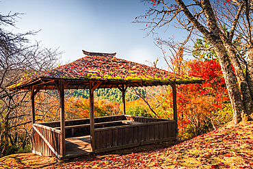 Wooden pavilion in a vibrant forest in autumn, Japan, Asia