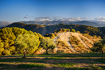 Olive trees and hills behind Granada and wide landscape with the snowy Sierra Nevada behind, Granada, Andalusia, Spain