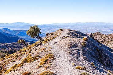 Rocky mountain trail leading to the horizon, with a lone windswept tree and panoramic views of the surrounding landscape. Sierra nevada, Spain