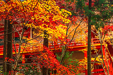 Mount Hiei, Hiei San. Close up of Autumnal foliage and red shinto temple wooden structure. Beautiful Japanese Shinto Pagod in an autumnal forest on the sacred mount Hiei. Hieizan Enryaku-ji Temple Yokawa