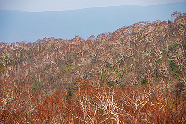 Close up of a autumnal forest with no leaves in Shiretoko National Park, North of Hokkaido, Japan, Asia