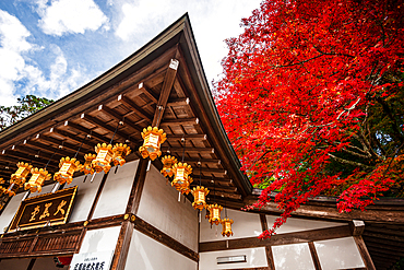 Traditional Japanese temple with vibrant red maple trees highlighting the autumn season. Ornate golden lanterns hanging in neat rows umder a temple ceiling