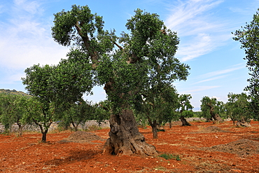 Old olive tree in the Apulia region, Italy, Europe