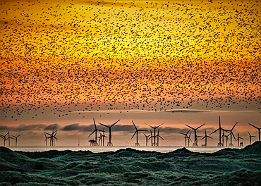 Sandscale Haws National Nature Reserve, starlings at sunset towards the Irish Sea and the distant Walney Offshore Wind Farm, Cumbria, England, United Kingdom, Europe