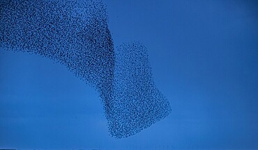 Murmuration of Starlings at dusk, Cumbrian Coast, Cumbria, England, United Kingdom, Europe