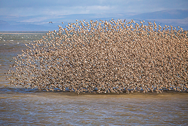 Knot and Tern from South Walney Nature Reserve on the Cumbrian Coast, Cumbria, England, United Kingdom, Europe