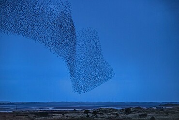 Murmuration of Starlings at dusk, Sandscale Haws National Nature Reserve, Cumbrian Coast, Cumbria, England, United Kingdom, Europe