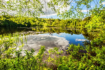 Finsthwaite, High Dam, English Lake District, Furness Peninsula, Cumbria, UK. View across High Dam.