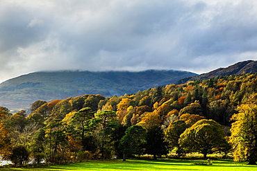 Trees in autumn colours with Coniston Old Man behind, Coniston, Lake District National Park, UNESCO World Heritage Site, Cumbria, England, United Kingdom, Europe