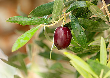 Black olive in natural surrounding, Bursa, Marmara Region, Anatolia, Turkey, Asia Minor, Eurasia