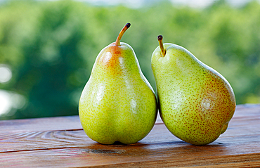 Harvest of ripe, freshly picked pears on a farm table, Uzbekistan, Central Asia, Asia