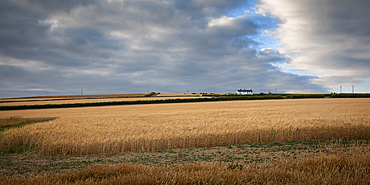 The White House surrounded by wheat fields, near Trevose Head, Cornwall, England, United Kingdom, Europe