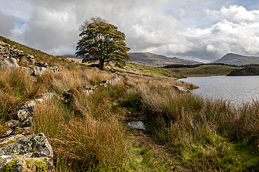 An oak tree on the shore of Llyn Dywarchen, Snowdonia, North Wales, United Kingdom, Europe