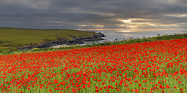 Poppy fields overlooking Poly Joke in Cornwall, England, United Kingdom, Europe