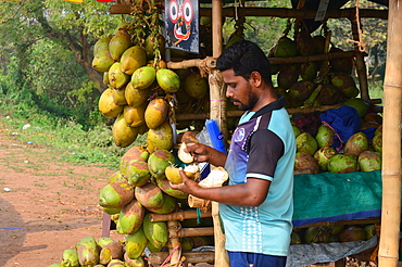 Roadside coconut vendor on way to Jagarnath Puri from Bhubaneswar