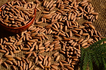 Pine nuts,chilgoza also called pinon,pinoli,pignoli are edible seeds of pines with buttery flavor and rich in healthy fats.