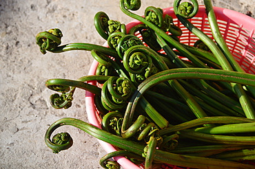 Image of athyrium esculentum, vegetable fern (fiddleheads fern) (lingri) (lungdu) (lingad) (kasrod) (limbra) used as vegetable and for pickle, Mandi, Himachal Pradesh, India, Asia