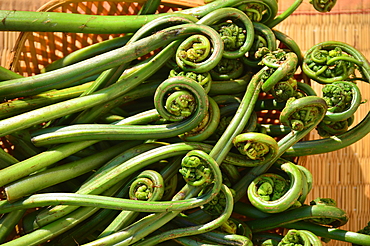 Image of athyrium esculentum, vegetable fern (fiddleheads fern) (lingri) (lungdu) (lingad) (kasrod) (limbra) used as vegetable and for pickle, Mandi, Himachal Pradesh, India, Asia