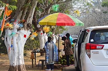 Tourist buying green coconut from roadside coconut vendor a place between Puri and Konark Odisha India.