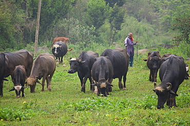 Van Gujjars,a nomadic tribes in Himalayas who have herded water buffaloes for over a thousand year