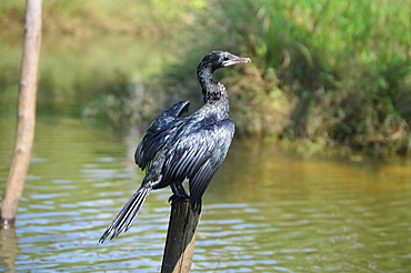 Indian Cormorant (Indian shag) (Phalacrocorax fuscicollis) above water on trunk tree with opened wings, Poovar, Thiruvanthapurm, Kerala, India, Asia