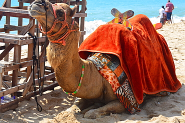 Camel for tourist rides at Poovar island, Poovar, Thiruvanthapurm, Kerala, India, Asia