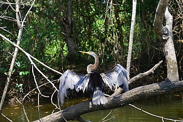 Australasian darter bird (Anhinga novaehollandiae) drying wings, snake bird spreading wings, Poovar Island, Kerala, India, Asia