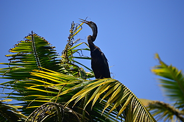 Australasian darter bird (Anhinga novaehollandiae) drying wings, snake bird spreading wings, Poovar Island, Kerala, India, Asia