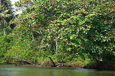 Tropical almond (Terminalla catappa) (sea almond) ripe leaves and fruits, Poovar Island, Kerala, India, Asia