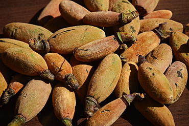 immature fruits of Bombax ceiba used as vegetable and having medicinal properties