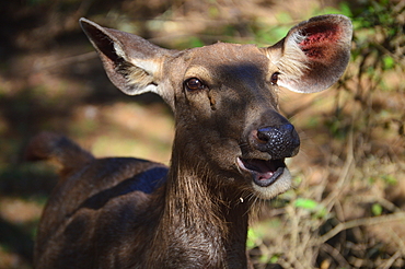 Doe/ female sambar rusa unicolor unicolor a large deer native to indian subcontinent.