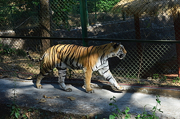 Tiger in Sanjay Gandhi National Park Borivali Mumbai India