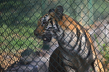 Tiger in Sanjay Gandhi National Park Borivali Mumbai India