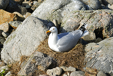 seagull nesting on the Lihou islet,Island of Guernsey,Bailiwick of Guernsey,British Crown dependency,English Channel,Atlantic Ocean,Europe