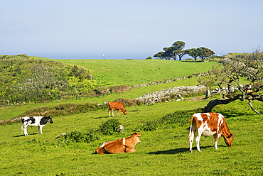 cattle,Herm island,Bailiwick of Guernsey,British Crown dependency,English Channel,Atlantic Ocean,Europe